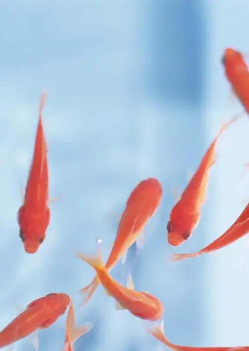 高清金鱼图片鱼类金鱼