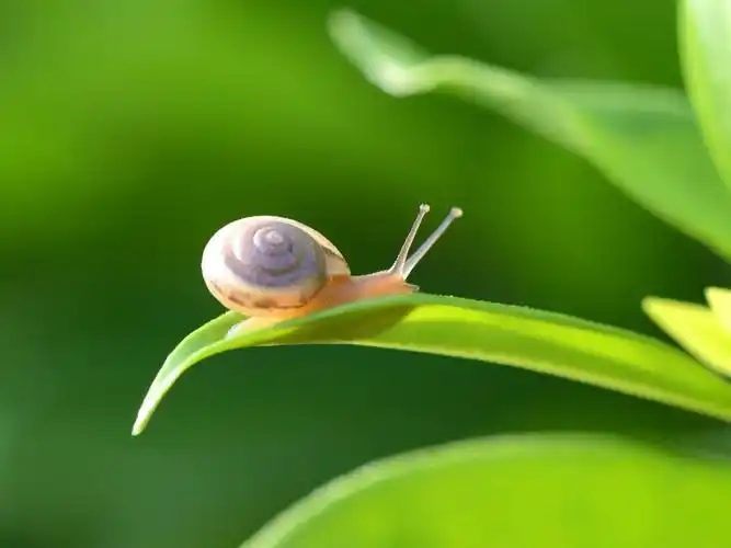 小蜗牛.