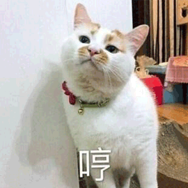 哼生气猫gif动图_动态图_表情包下载_soogif