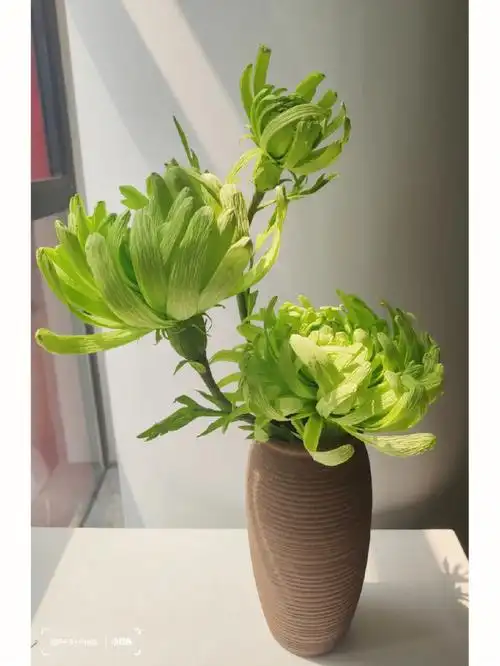 用三种不同颜色的绿色褶皱纸制作完成,谷雨已过,用绿菊迎接夏天的到来