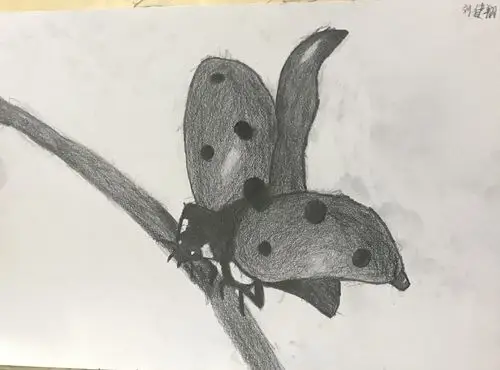 2020秋季素描入门下-11.14第八周《动与静——奇星瓢虫》2