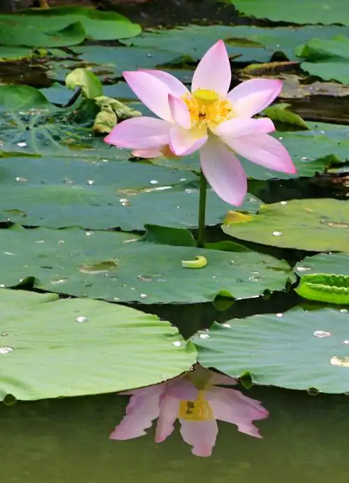 《荷花》        利用在荷花水池水中的倒影元素来构图,美极了!
