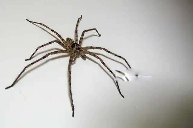 白额高脚蛛图片什么样子 白额高脚蛛会吃蟑螂吗