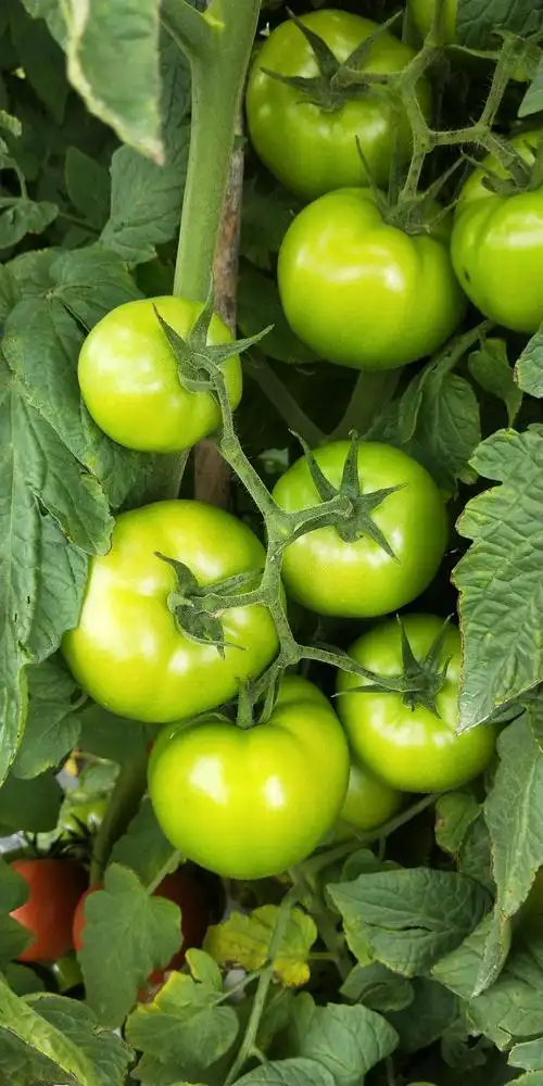 羊街种植的元绿308大红果番茄