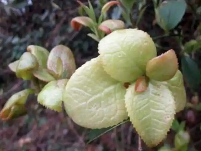 小伙承包40亩地种这植物,叶子摘下来能当薯片吃,比砂糖还甜