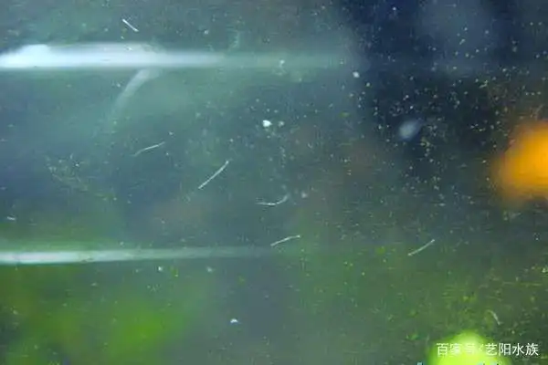 鱼缸内有蛋白虫如何治理?怎么预防?