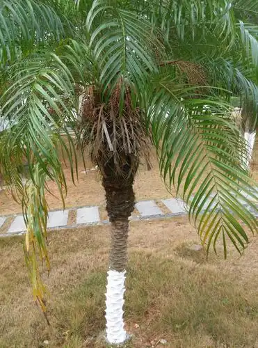 这是什么树,具体到树的品种,谢谢