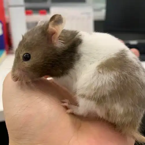 我朋友有很多金丝熊鼠(仓鼠的一种) 去年年底养的
