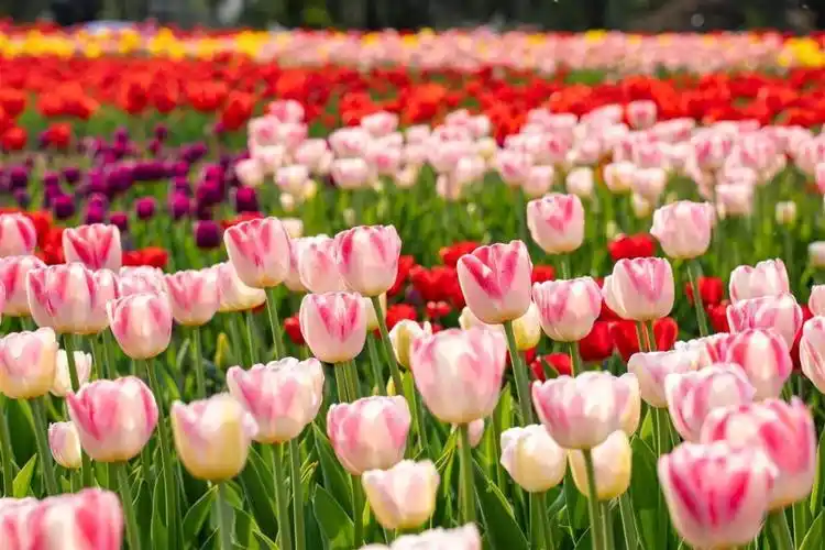 40多种花色!武汉植物园60万株郁金香等春花陪你玩转春天_腾讯新闻