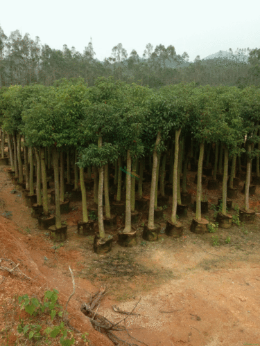 小规格袋苗香樟