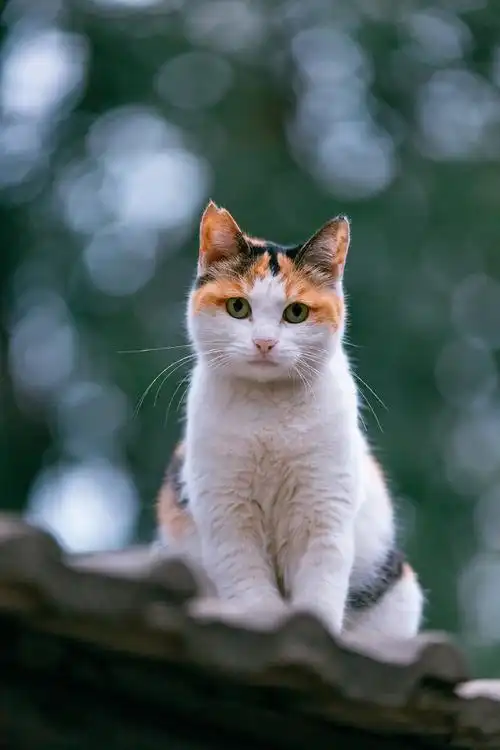 猫咪 摄影 wb: @喵呜不停