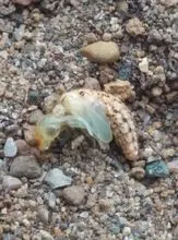 蚁狮是「蚁蛉」的幼虫,「蚁蛉」的外观酷似蜻蜓,有一对长触角,许多人