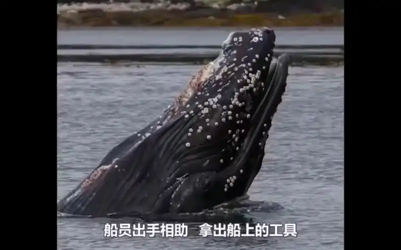 海中霸主鲸鱼,主动围绕渔船,却是有事相求 #清理藤壶 #鲸鱼 #保护动物