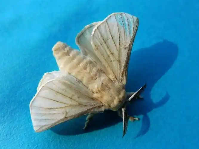 p>蚕蛾的形状像蝴蝶,全身披着白色鳞毛,但由于两对翅较小,已失去飞翔