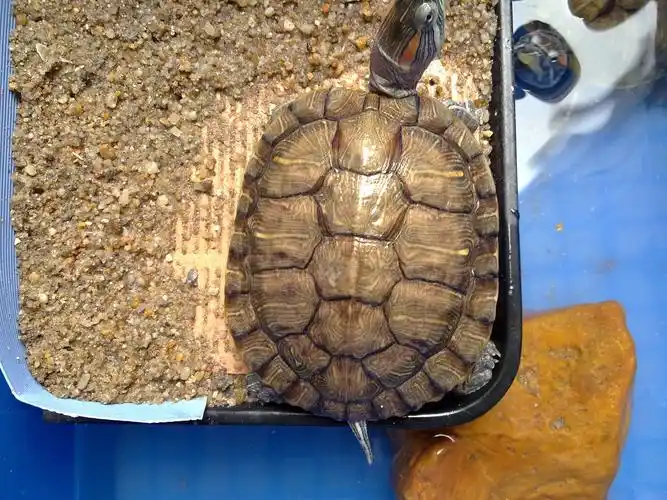 在图片上能看出巴西龟的年龄吗?请高手指点