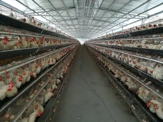 由德旺乡杨柳村种养殖扶贫专业合作社在2017年开始投资建设,基地总