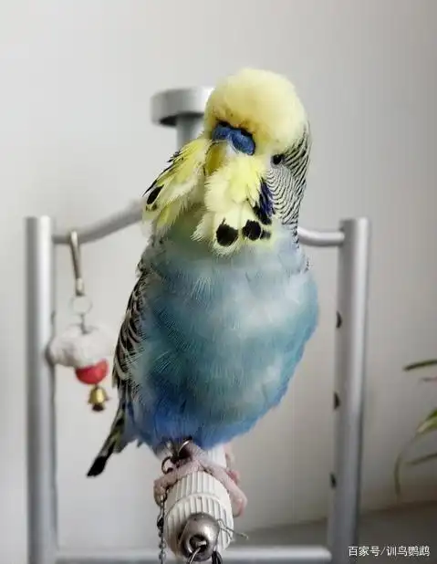 最新最全虎皮鹦鹉品介绍