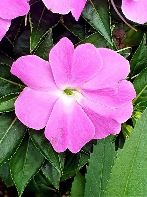 新几内亚凤仙花