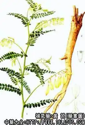 黄芪为常用中药.始载《神农本草经》,列为上品,原名黄耆.