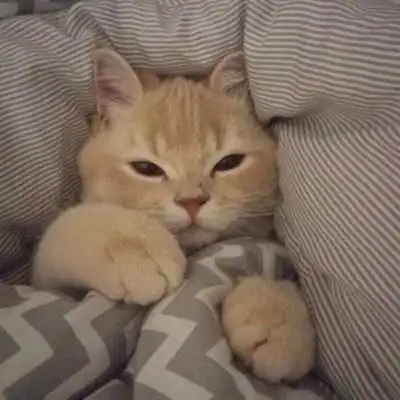 寻欢/2019猫头像/可爱qaq_微信头像_我要个性网