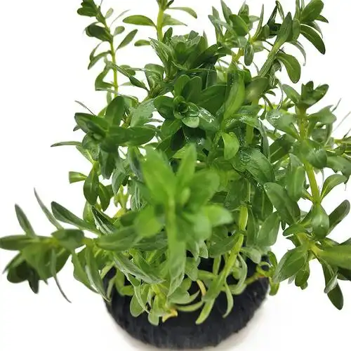 牛顿草坨草 懒人水草 鱼缸造景装饰 草场种植 活体水草 光合水草