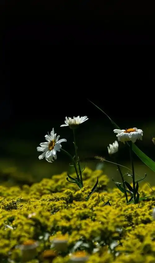 一组禅意手机壁纸送给你