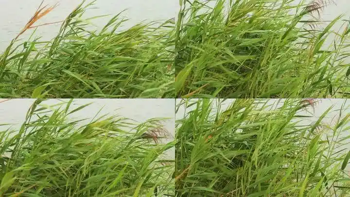 风吹草动生意盎然2