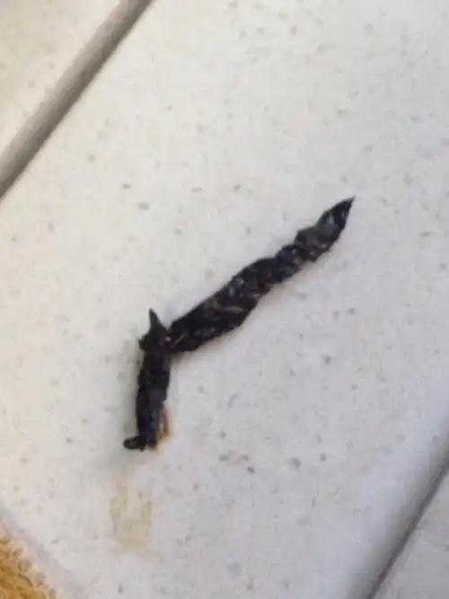 大家请看一下这是什么动物的粪便