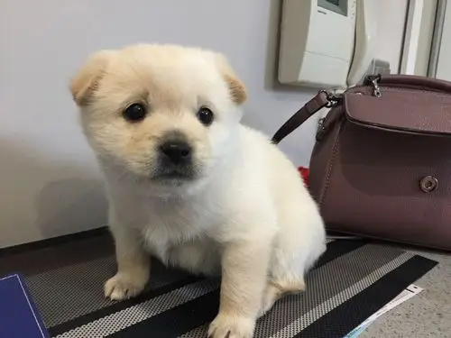 请问这只白色小土狗会长多重,大概什么样子?