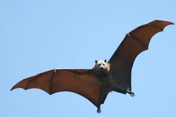 果蝠是什么?果蝠能吃吗