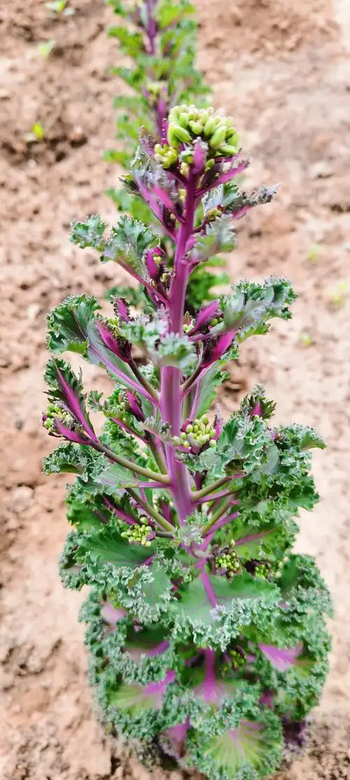 亦花亦菜羽衣甘蓝