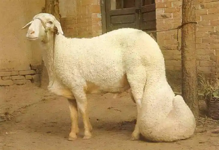 大尾寒羊和小尾寒羊到底有什么区别只是尾巴大小吗放一起看