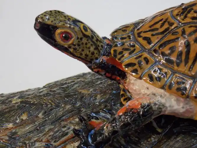 p>眼斑水龟(学名: i>sacalia bealei /i>)是龟科,眼斑水龟属动物.