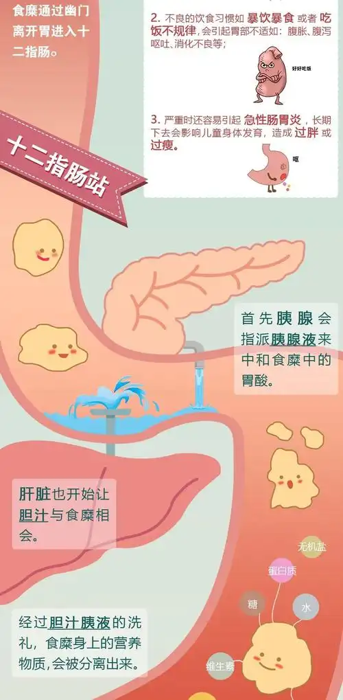 身为造粪机你知道便便是怎么形成的吗