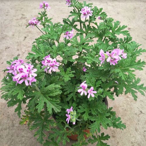 驱蚊草盆栽室内外植物2020新品种防蚊三宝庭院花卉香叶天竺葵包邮