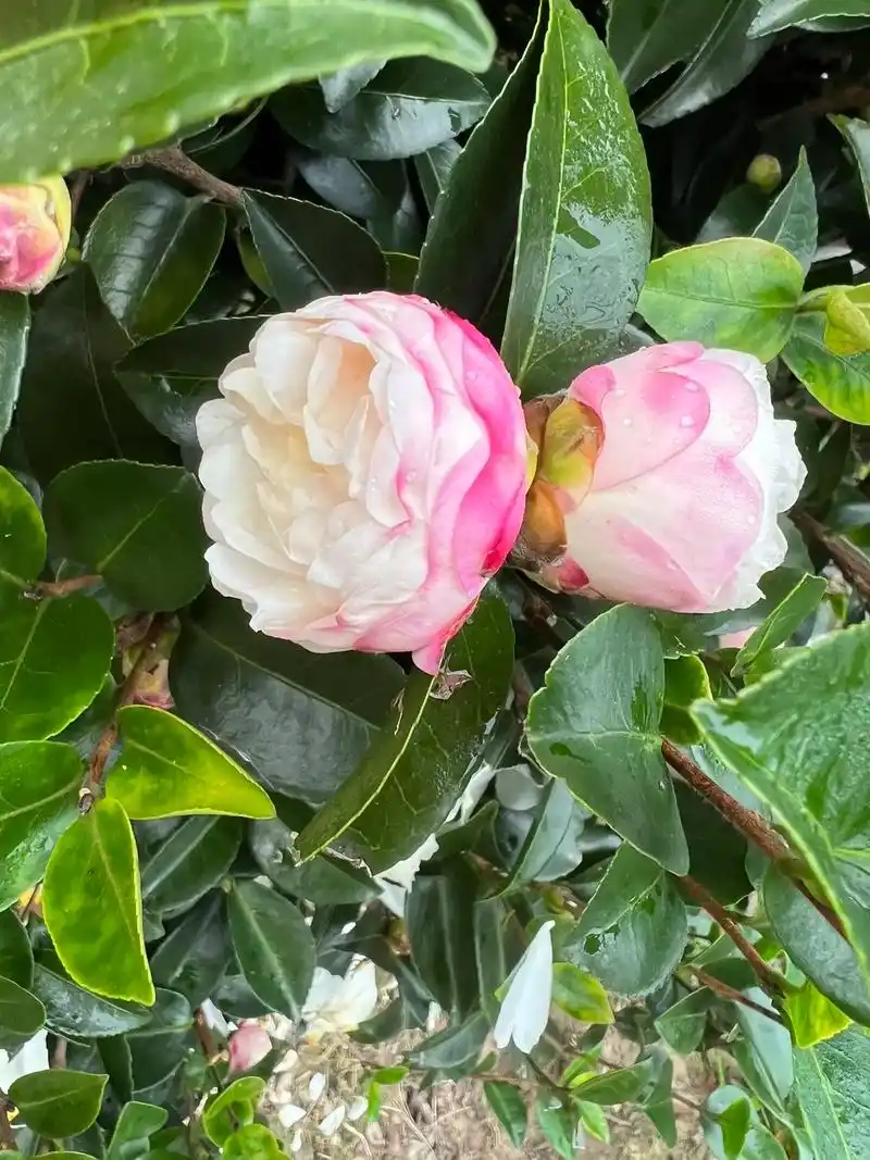 仙气飘飘的朝仓老品种茶梅,重瓣大花型 - 抖音