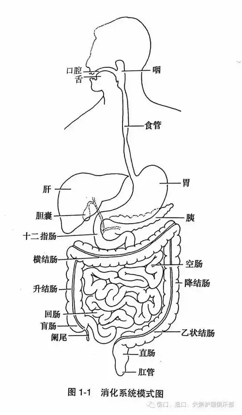 肠道的解剖生理特点