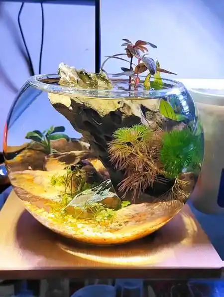 谁找我要圆形玻璃鱼缸造景来着,交作业了,来验收 养鱼生态景观-度小视