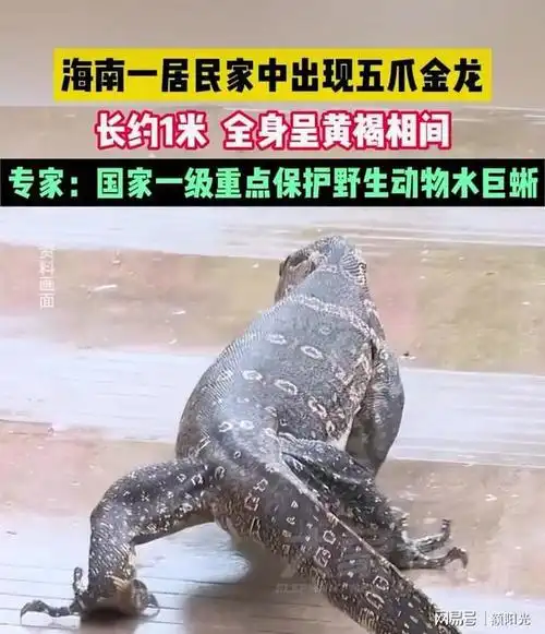 海南一居民惊现五爪金龙,专家称是国家一级保护动物