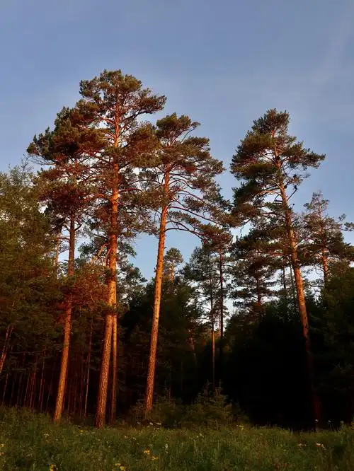 大兴安岭新林镇原始森林公园