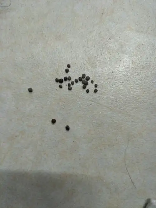 3月29日老师发给我们凤仙花种子,第一次种花,担心不会种.