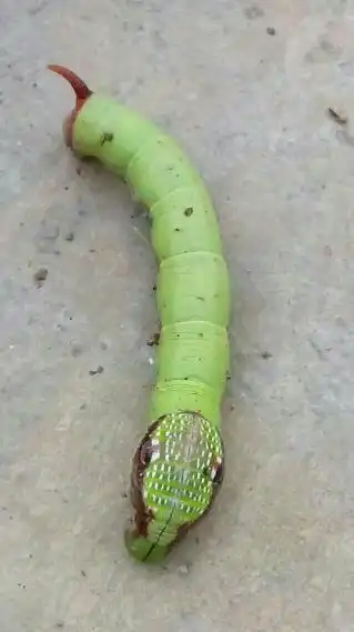 2014-11-23  作业帮 浏览官网  展开全部 响尾虫   本回答由提问者