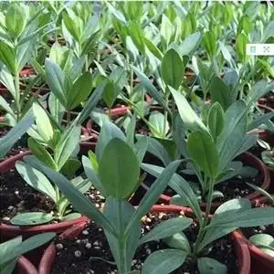 自己大棚里的 洋桔梗花苗 可以出售了