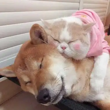 可爱猫咪狗狗情头一对图片