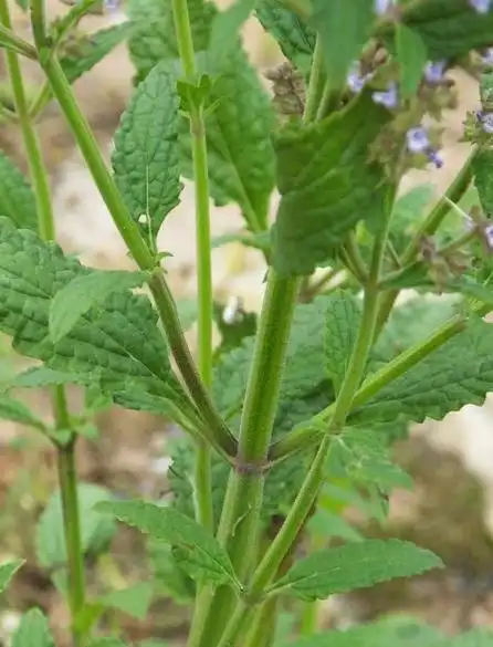 乡村,癞蛤蟆草开花!入药主治肺结核,痔疮!
