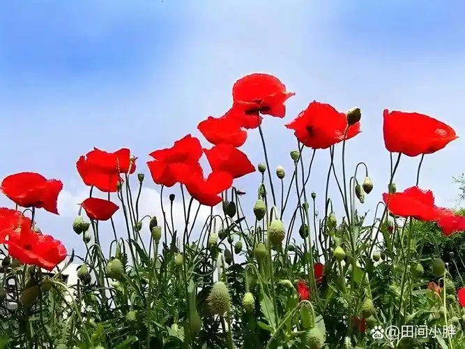 愿我们都能像虞美人一样,绽放自己的美丽,享受生活的每一刻.