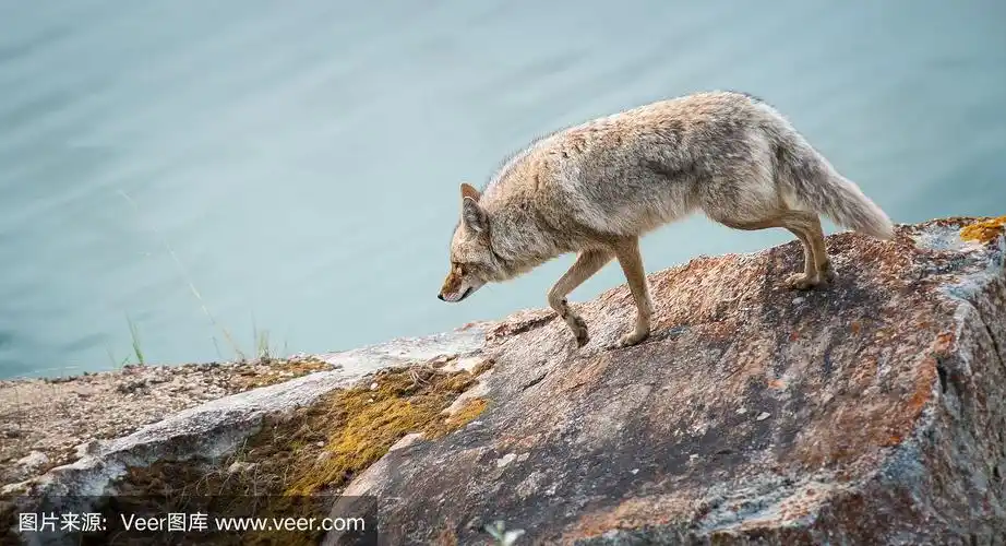 丛林狼,自然,野生动物保护,图像,加拿大