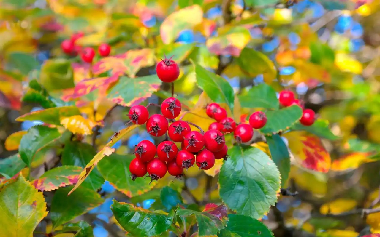 山楂树上挂满了玛瑙似的红果,高清图片,电脑桌面-壁纸族