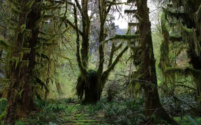 小兴安岭原始森林采伐记(1—6)