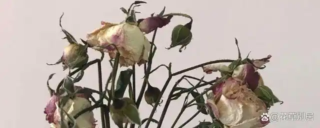 枯萎的白玫瑰花的花语是什么?白玫瑰可以用来祭奠亲人吗?
